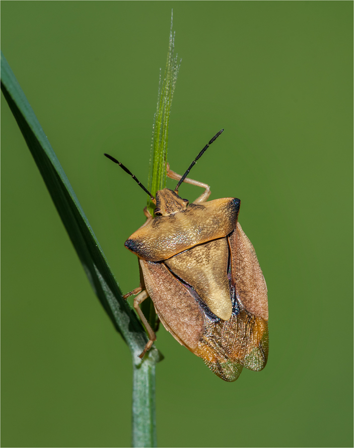 Nördliche Fruchtwanze........Carpocoris fuscispinus