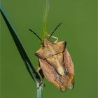 Nördliche Fruchtwanze........Carpocoris fuscispinus