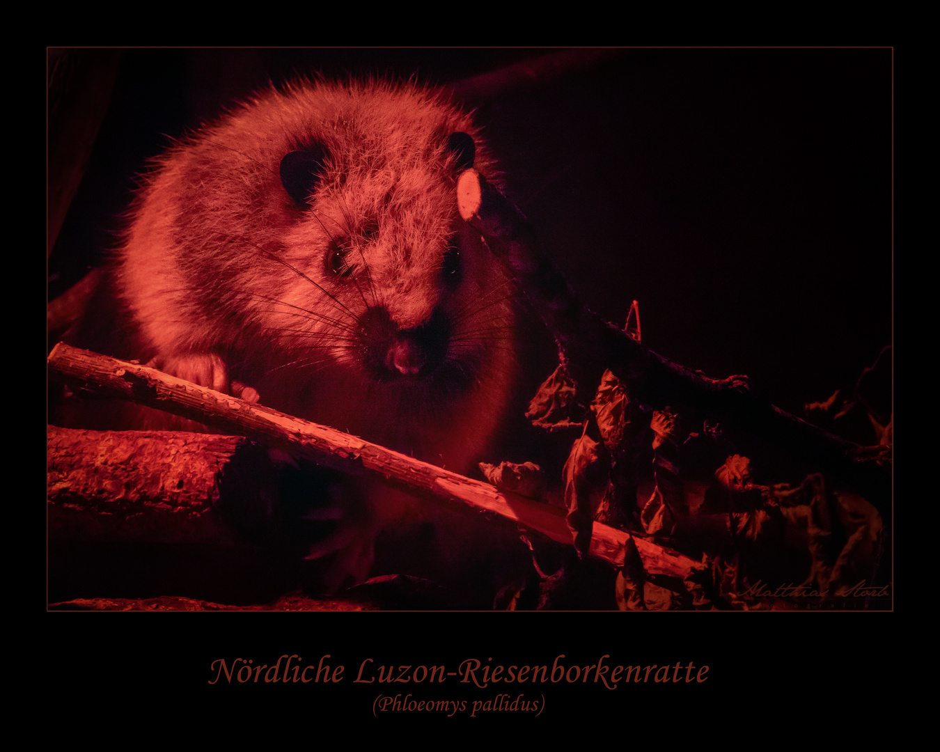 Nördliche Luzon-Riesenborkenratte