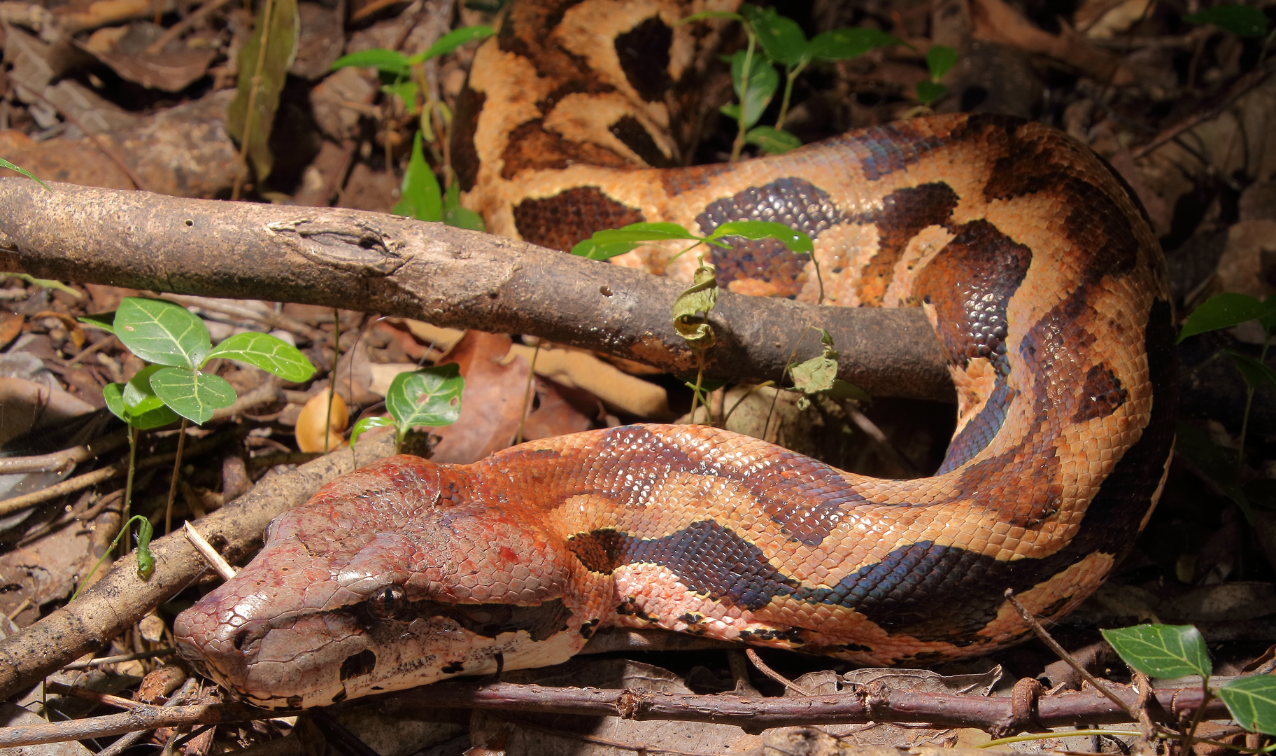 Nördliche Madagaskarboa, Acrantophis madagascariensis