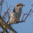 Nördliche Raubwürger (Lanius excubitor)