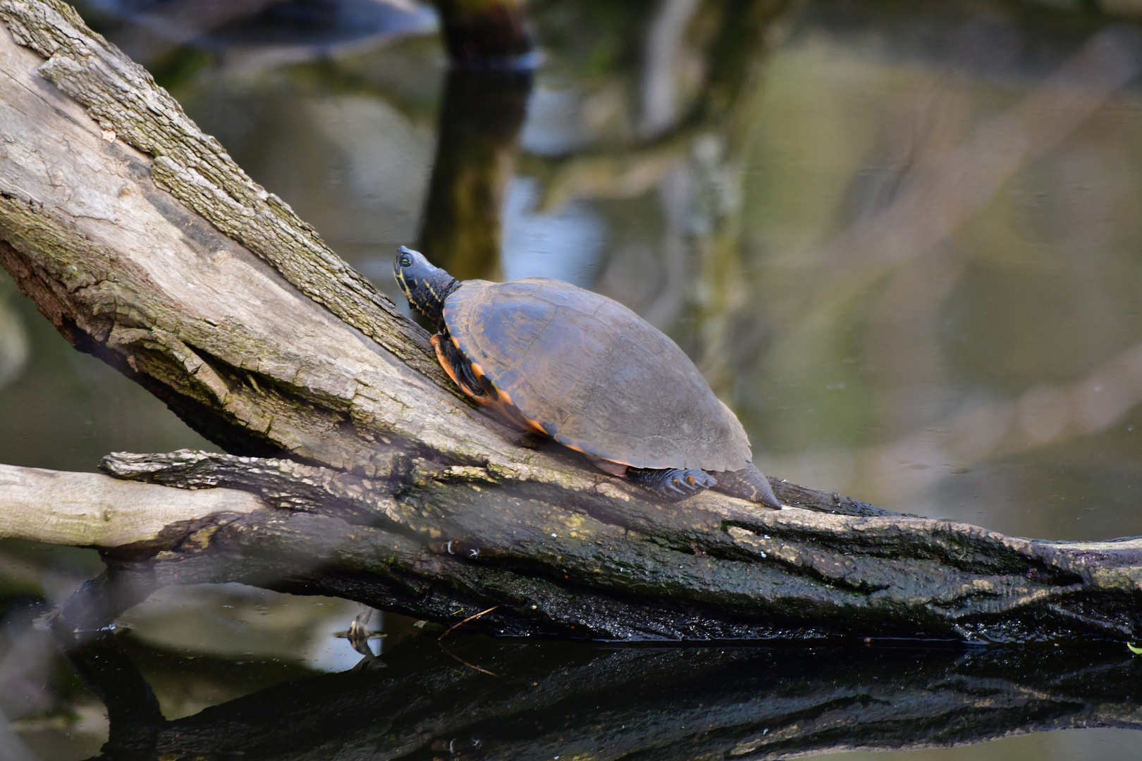 Nördliche Rotbauch-Schmuckschildkröte