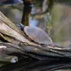 Nördliche Rotbauch-Schmuckschildkröte