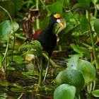 Nördlichen Blatthühnchen (Jacana Spinosa)