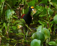 Nördlichen Blatthühnchen (Jacana Spinosa)