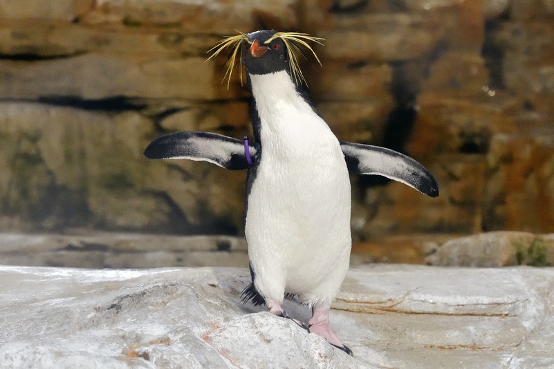 nördlicher Felsenpinguin