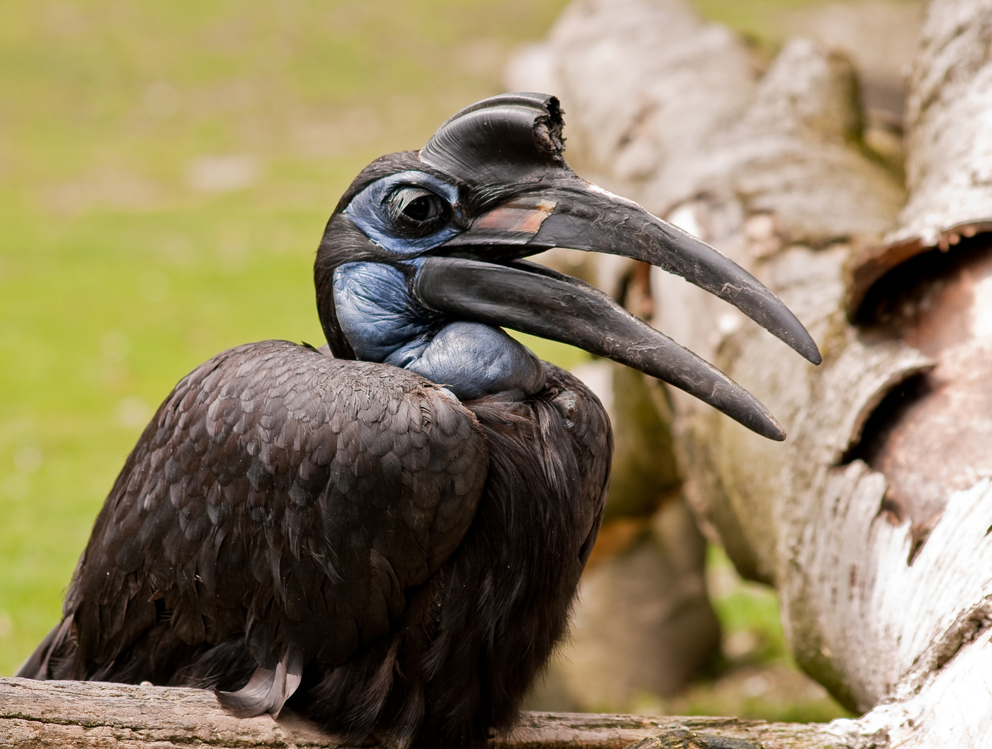 Nördlicher Hornrabe im Zoo von München