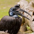 Nördlicher Hornrabe im Zoo von München