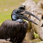 Nördlicher Hornrabe im Zoo von München