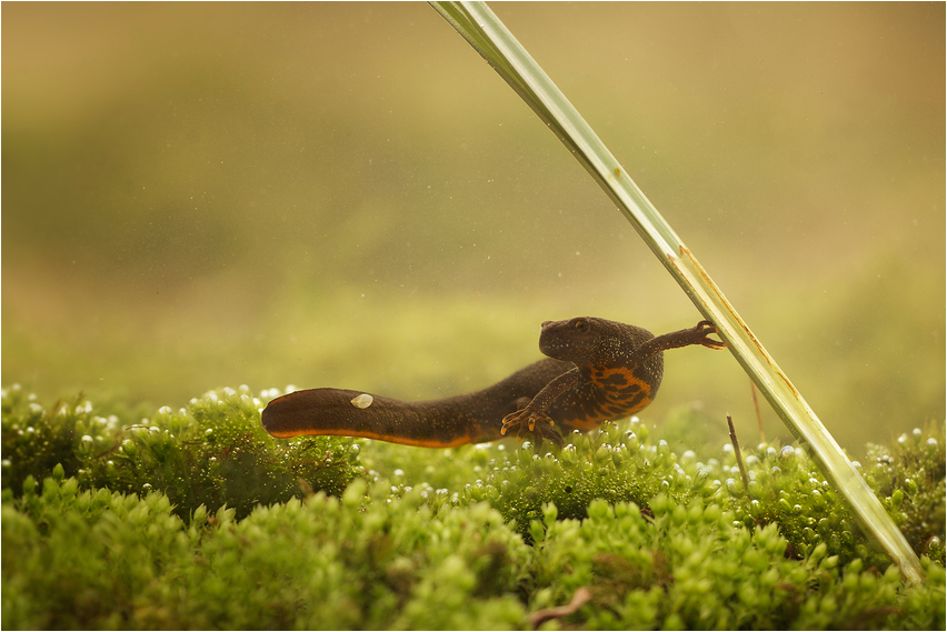 Nördlicher Kammmolch (Triturus cristatus)