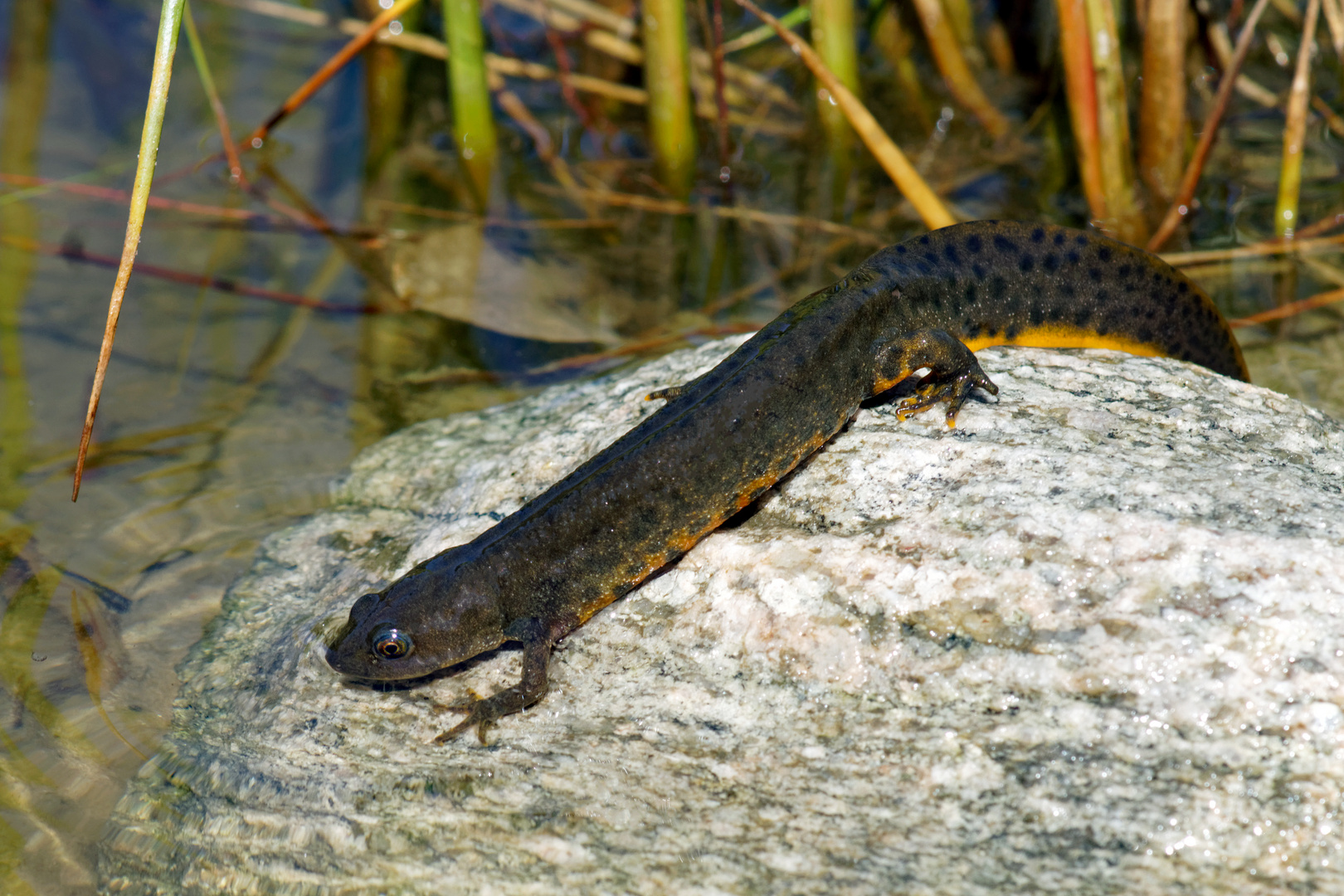  Nördlicher Kammmolch (Triturus cristatus), Weibchen 