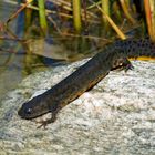  Nördlicher Kammmolch (Triturus cristatus), Weibchen 