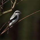 Nördlicher Raubwürger - (Lanius excubitor)