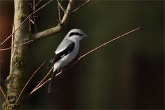 Nördlicher Raubwürger - (Lanius excubitor)