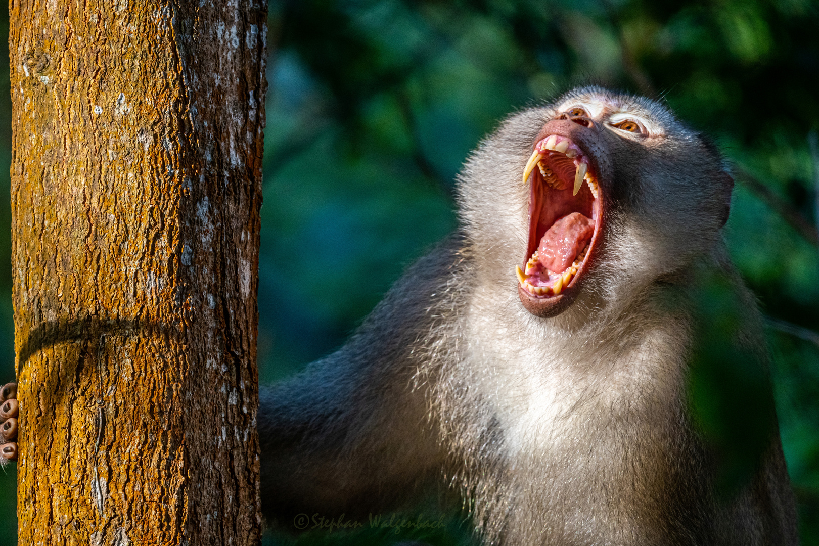 Nördlicher Schweinsaffe (Macaca leonina) in Kambodscha