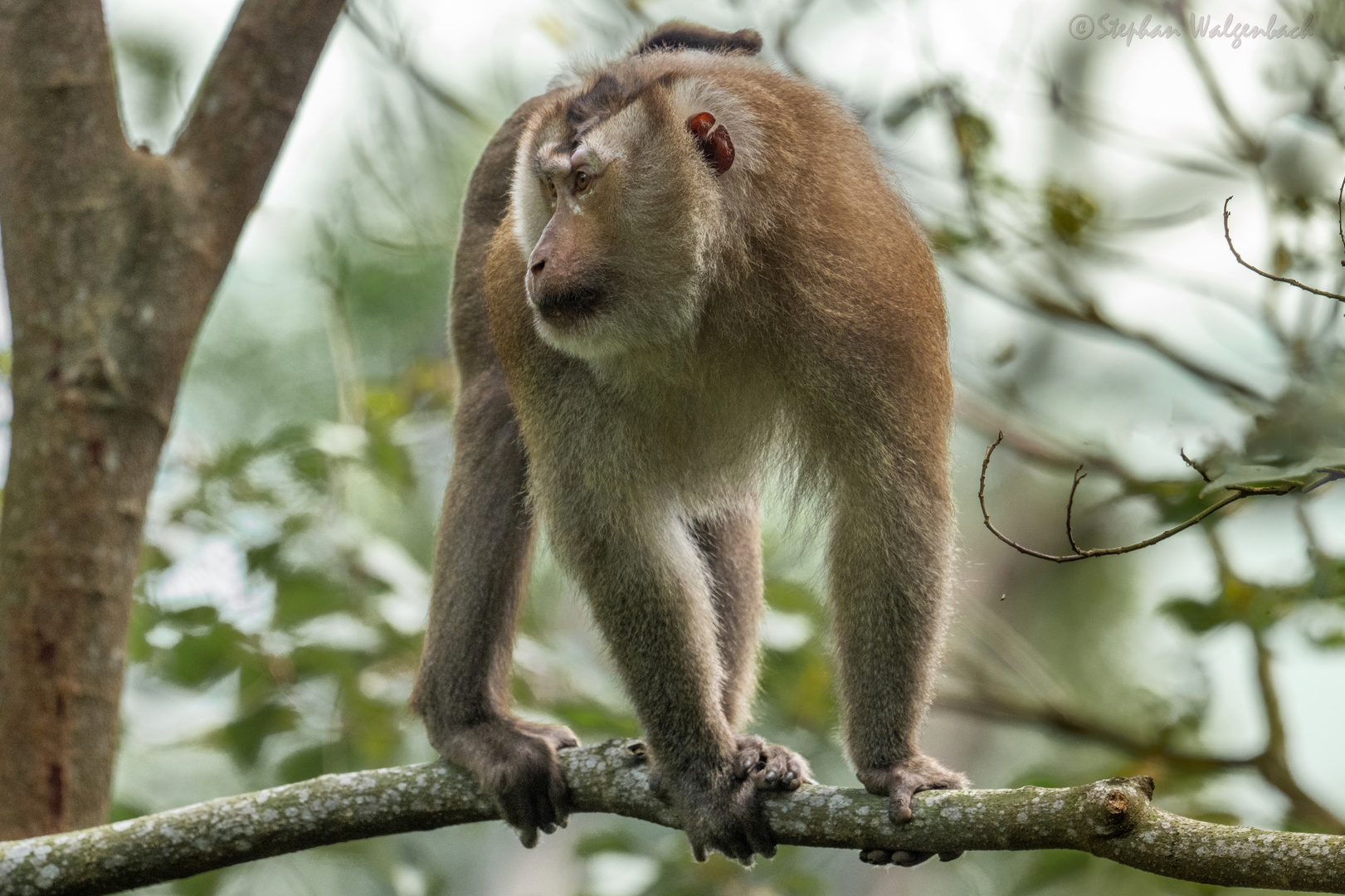 Nördlicher Schweinsaffe (Macaca leonina) in Kambodscha