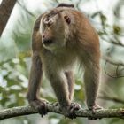 Nördlicher Schweinsaffe (Macaca leonina) in Kambodscha