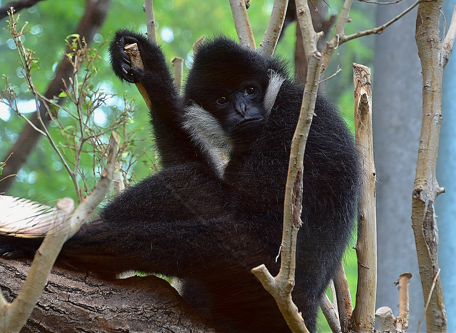 Nördlicher Weißwangen-Schopfgibbon (Nomascus leucogenys)