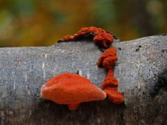 Nördlicher Zinnoberschwamm, Pycnoporus cinnabarinus