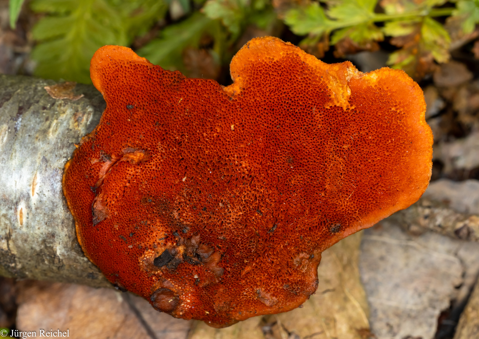 Nördlicher Zinnoberschwamm (Pycnoporus cinnabarinus)s) 