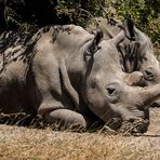 Nördliches Breitmaulnashorn