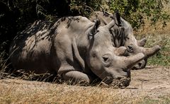 Nördliches Breitmaulnashorn