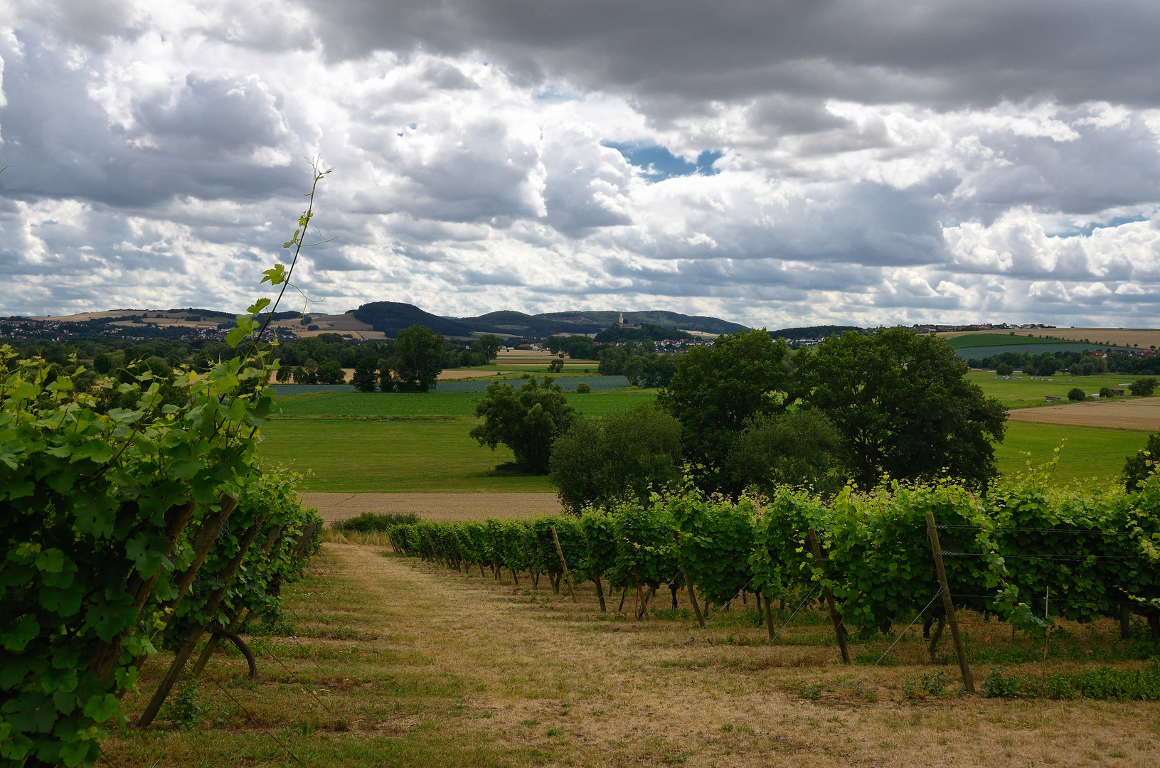 nördlichster Weinberg Deutschlands