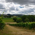 nördlichster Weinberg Deutschlands