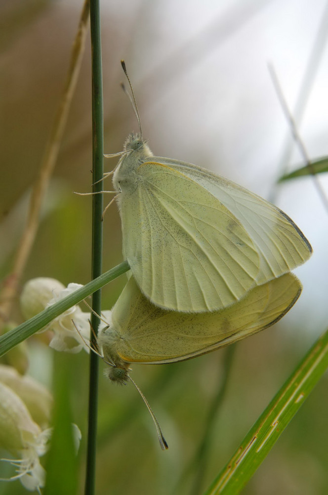 Noeud papillon