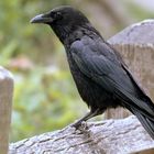noir couleur corbeau