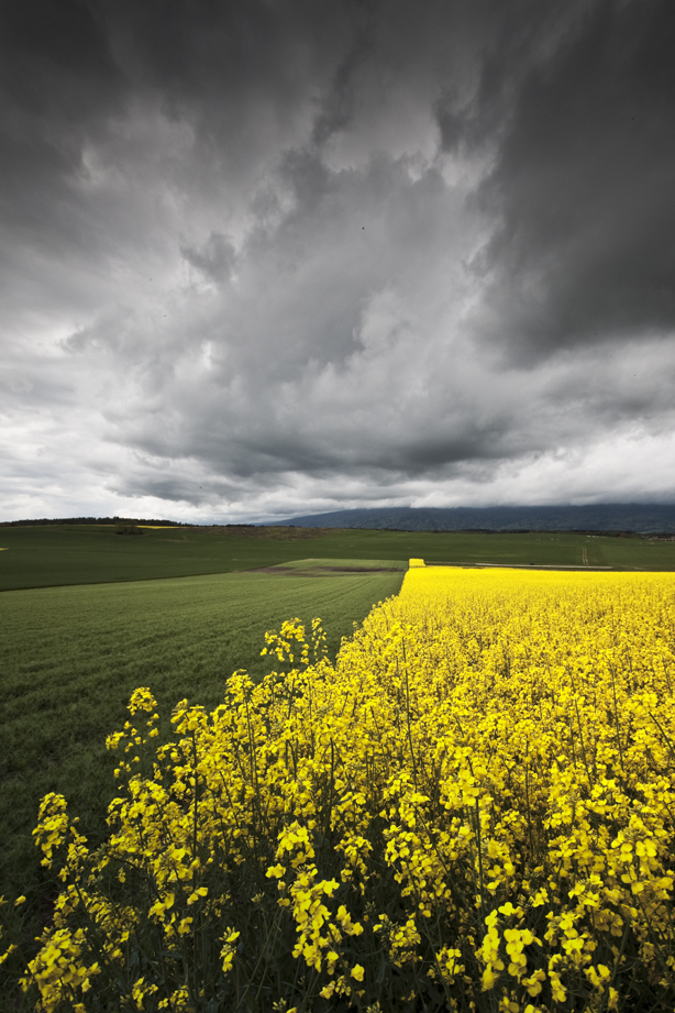 noir de jaune