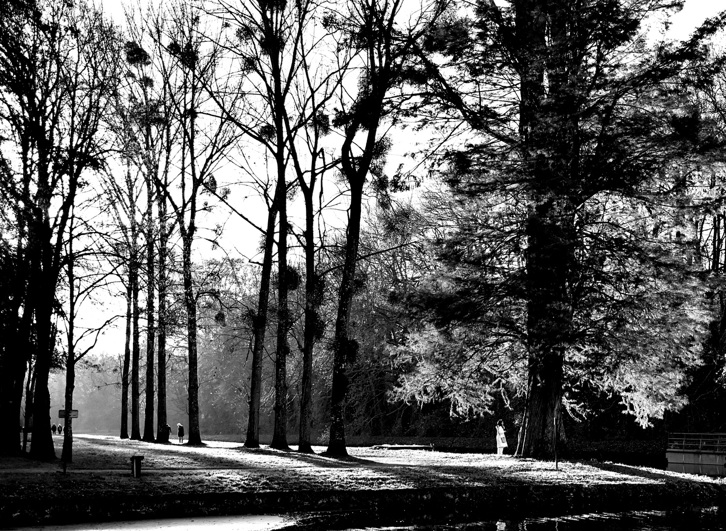 noir et blanc d'automne