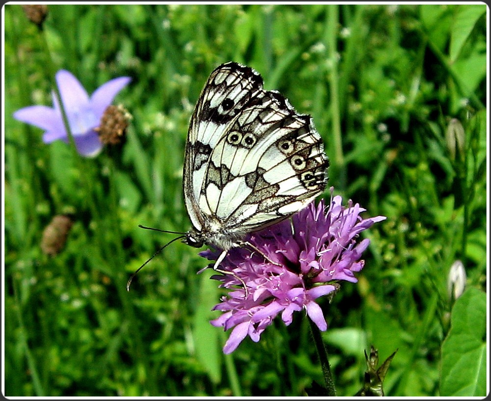 noir et blanc sur couleur