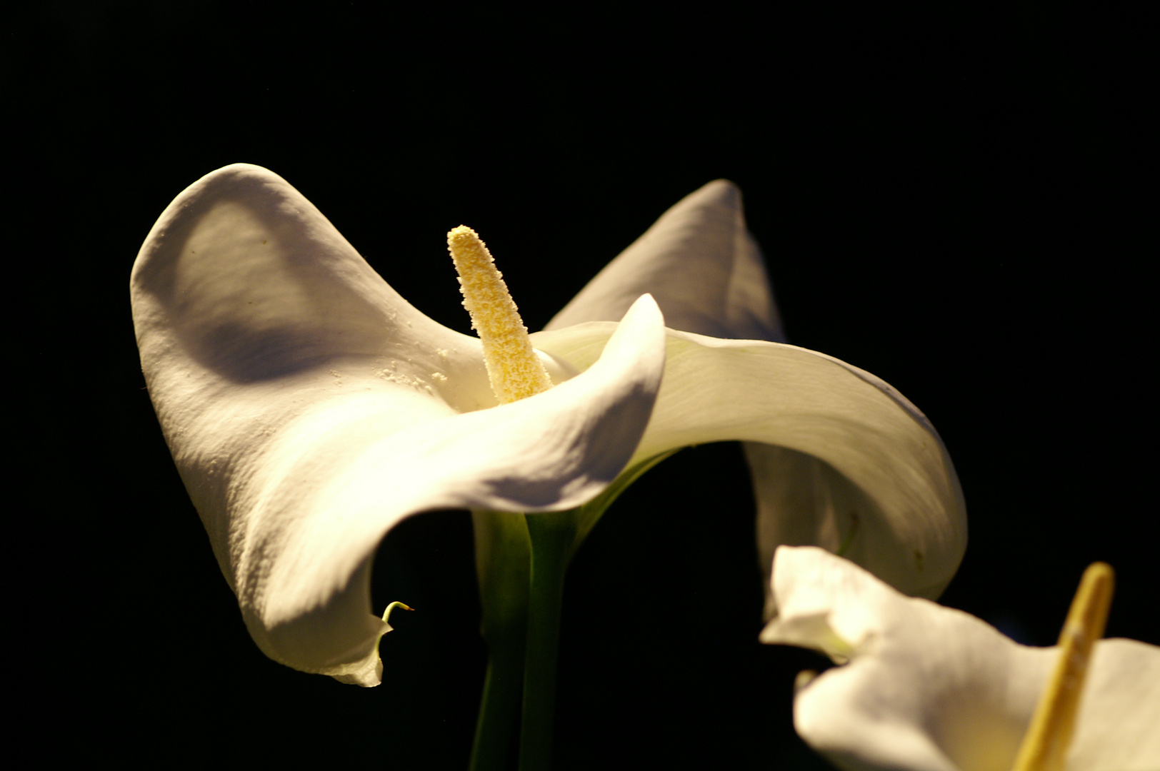 noir et blancs macro