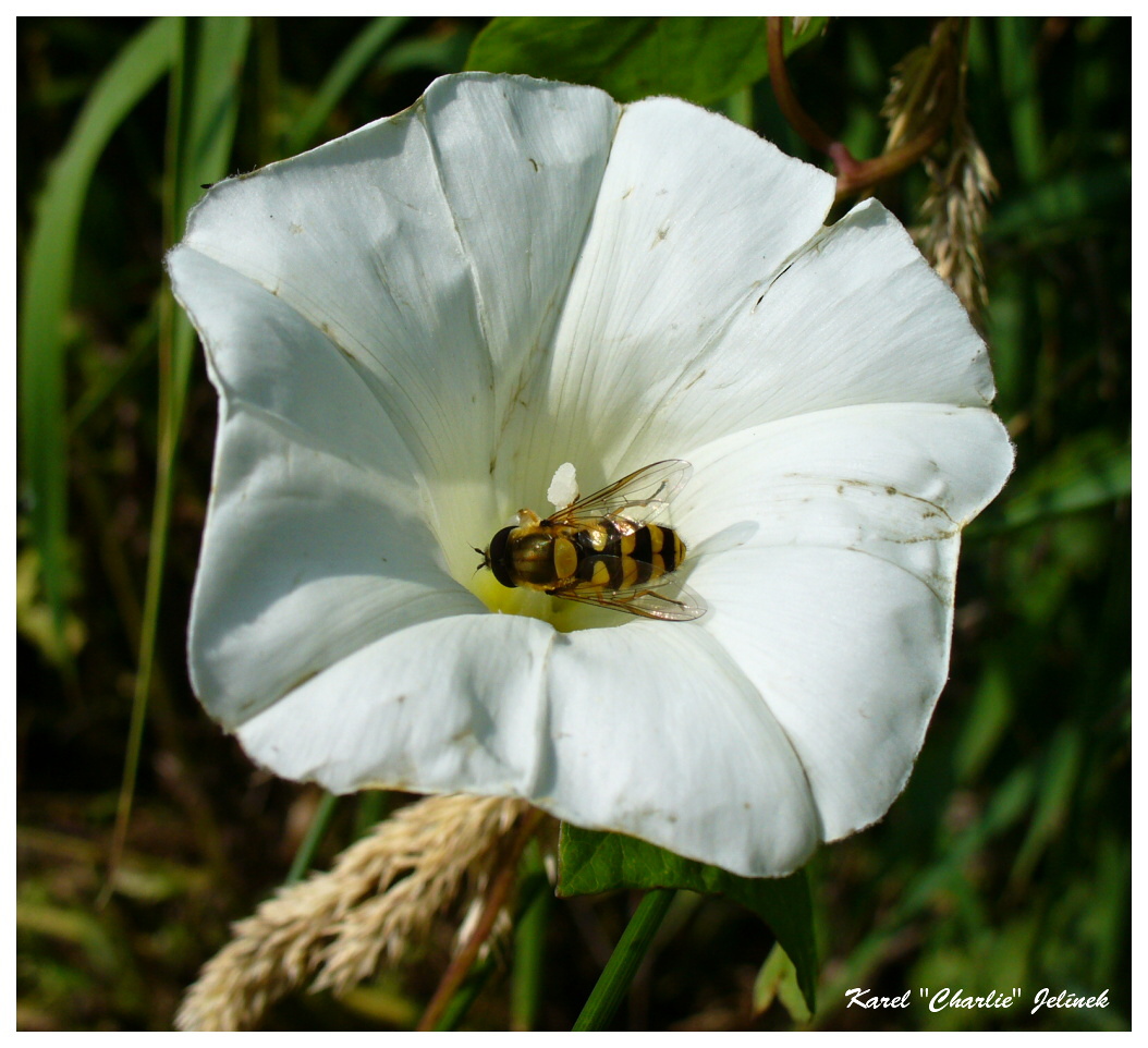 Noire, jaune et blanc