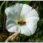 Noire, jaune et blanc