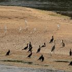 noirs contre les blancs et les gris qui arbitrent la partie