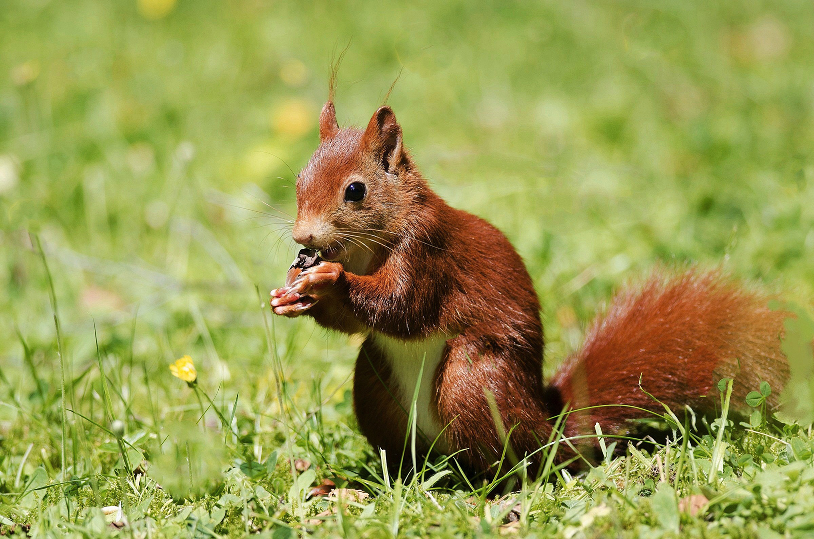 Noisette photo et image animaux, animaux domestiques, rongeurs Images Noisette photo et image animaux, animaux domestiques, rongeurs Images