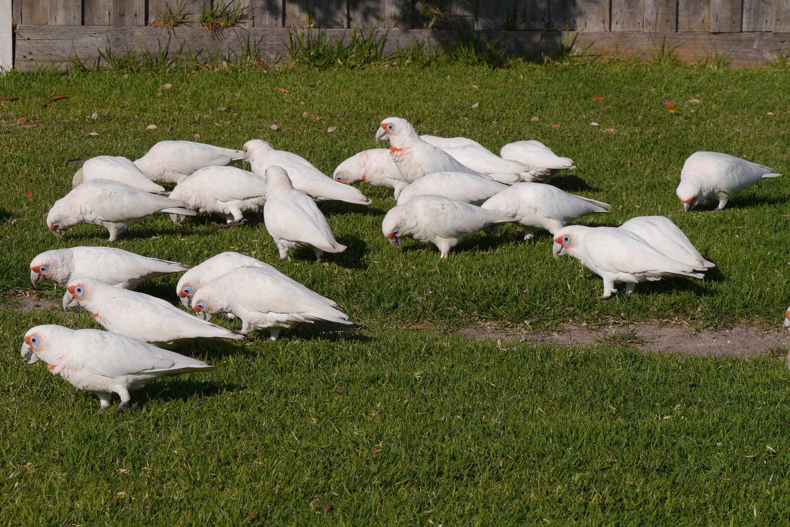 Noisy Flock of Little Corellas  