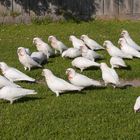 Noisy Flock of Little Corellas