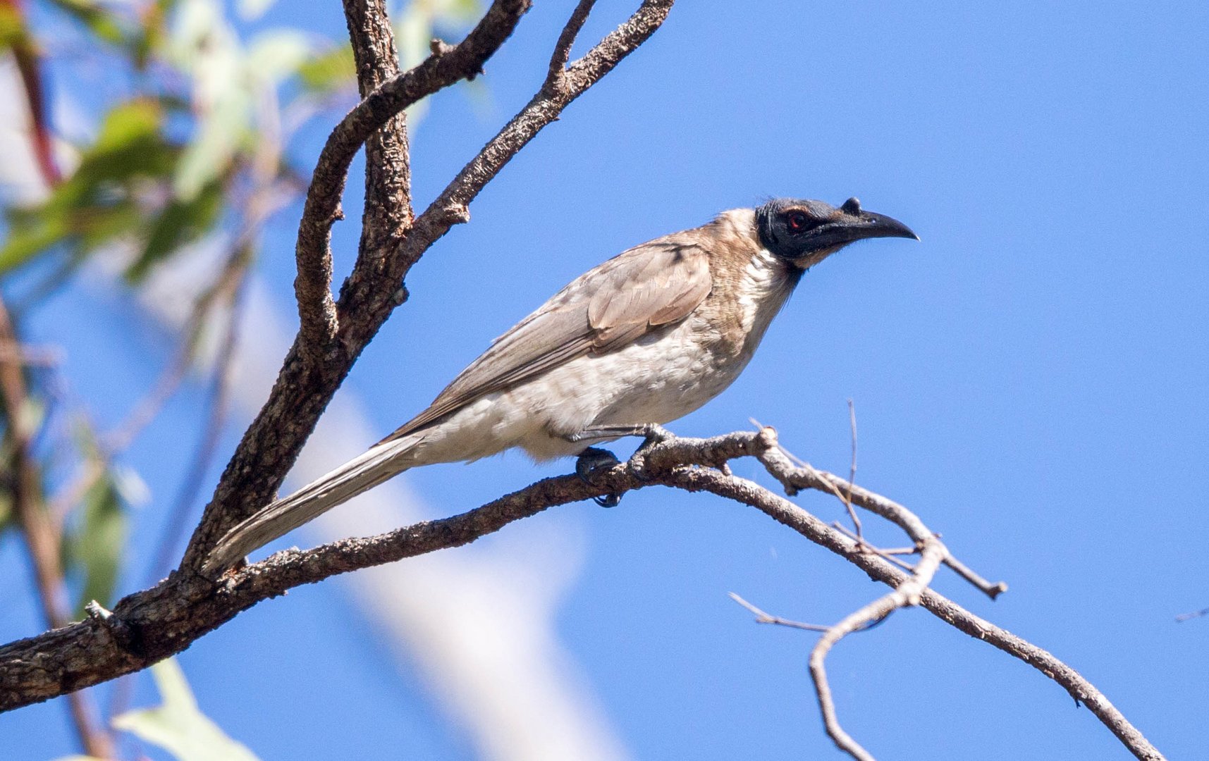 Noisy Friarbird