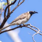 Noisy Friarbird