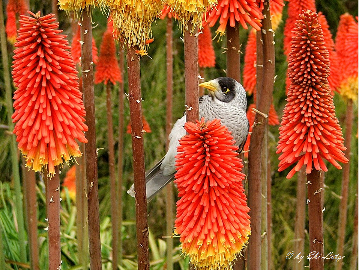 ** Noisy Miner **