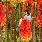 ** Noisy Miner **