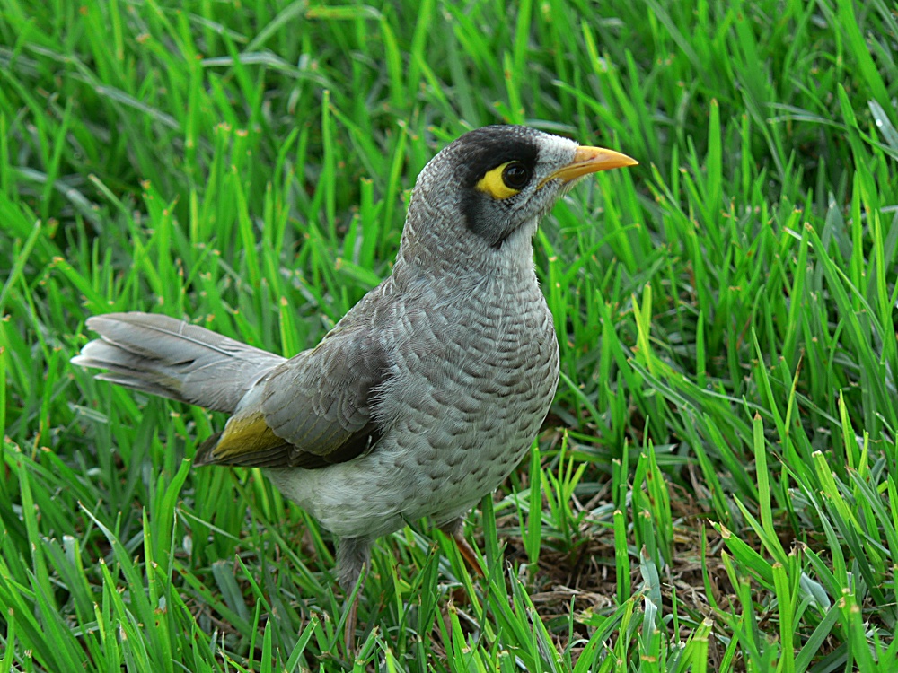 Noisy Miner 1