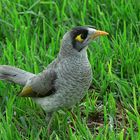 Noisy Miner 1