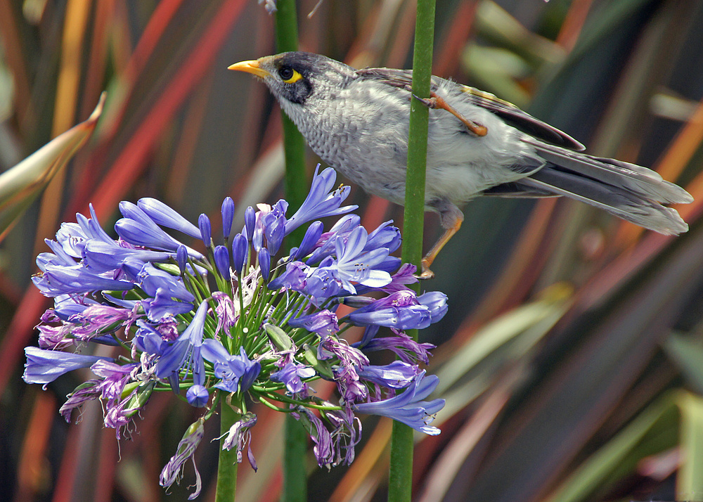 ..Noisy Miner 1..