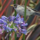 ..Noisy Miner 1..