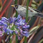 ..Noisy Miner 1..