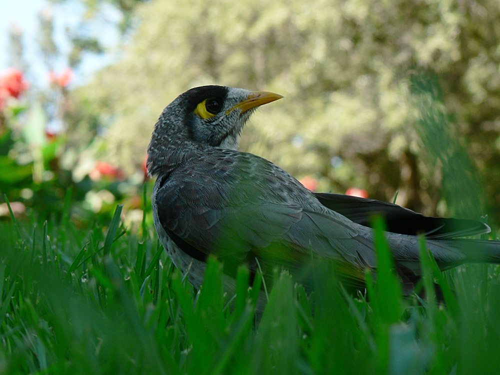 Noisy Miner 2